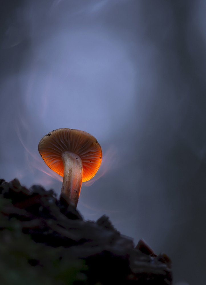 Лесной огонёк