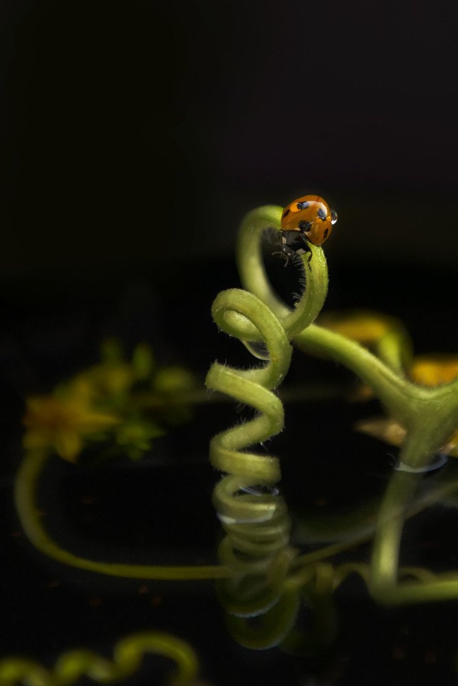 Photograph by Полина Васеева