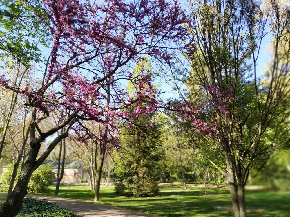 Весна в Мадриде