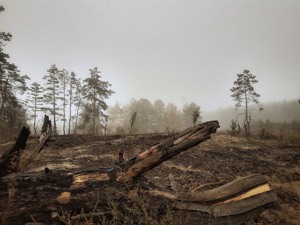 Лесной пейзаж