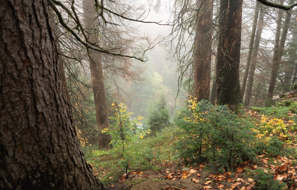 Фотография автора Дмитрий Санников