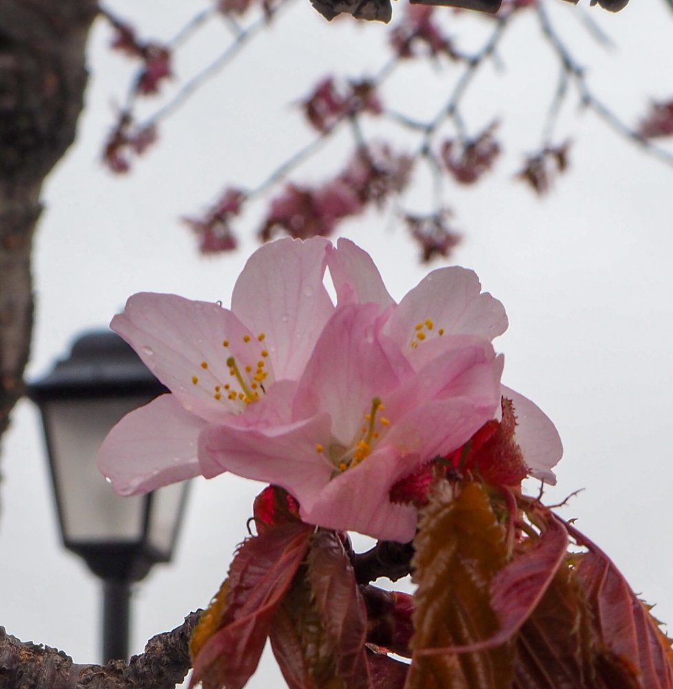 Цветение сакуры