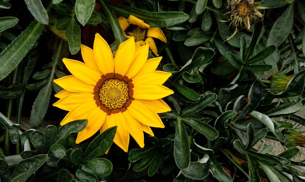 Photograph by Forhad Hossain