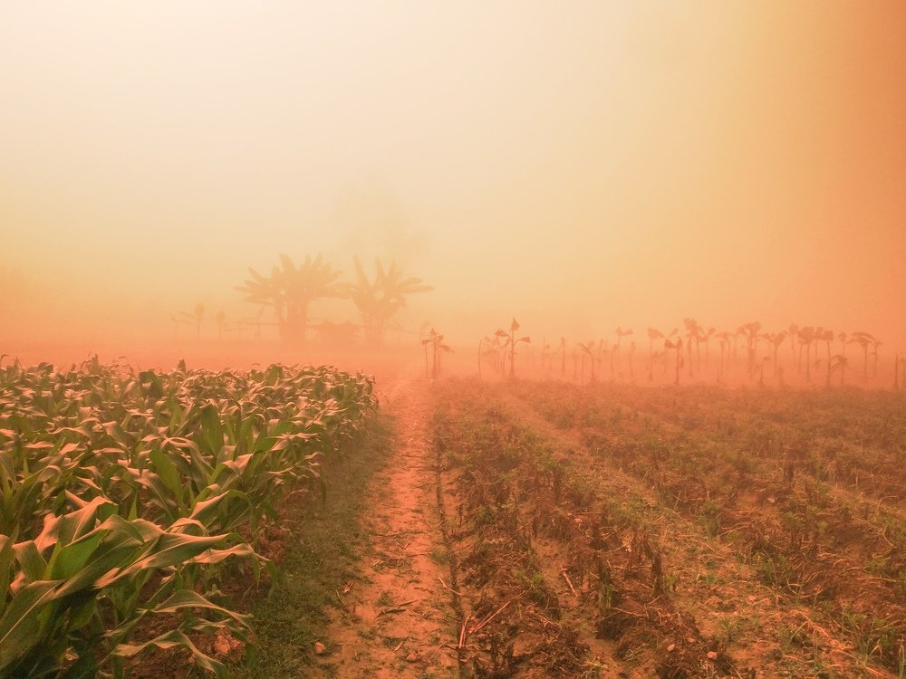 Photograph by Md Abu Sayeed Mondal