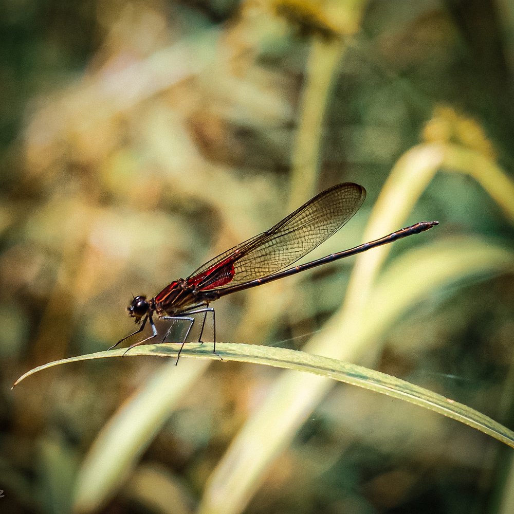 Photograph by Joseph Ordoñez