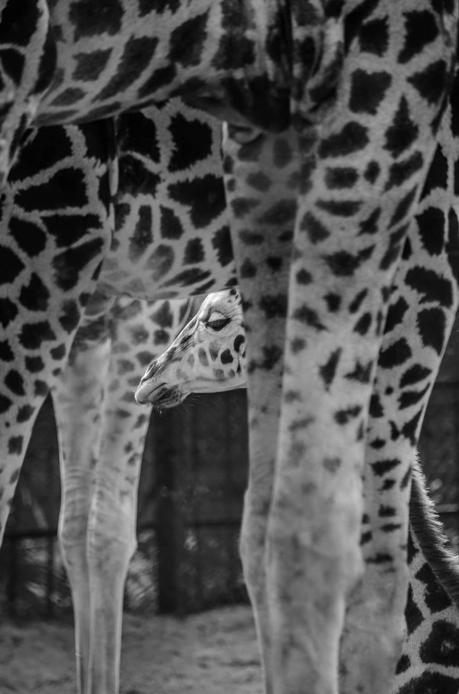Photograph by Indranil Banerjee