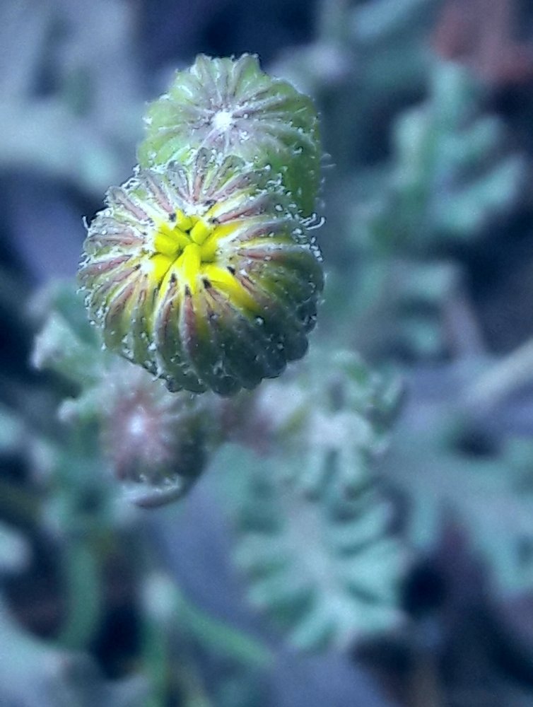 Photograph by Mozhgan Fotouhi