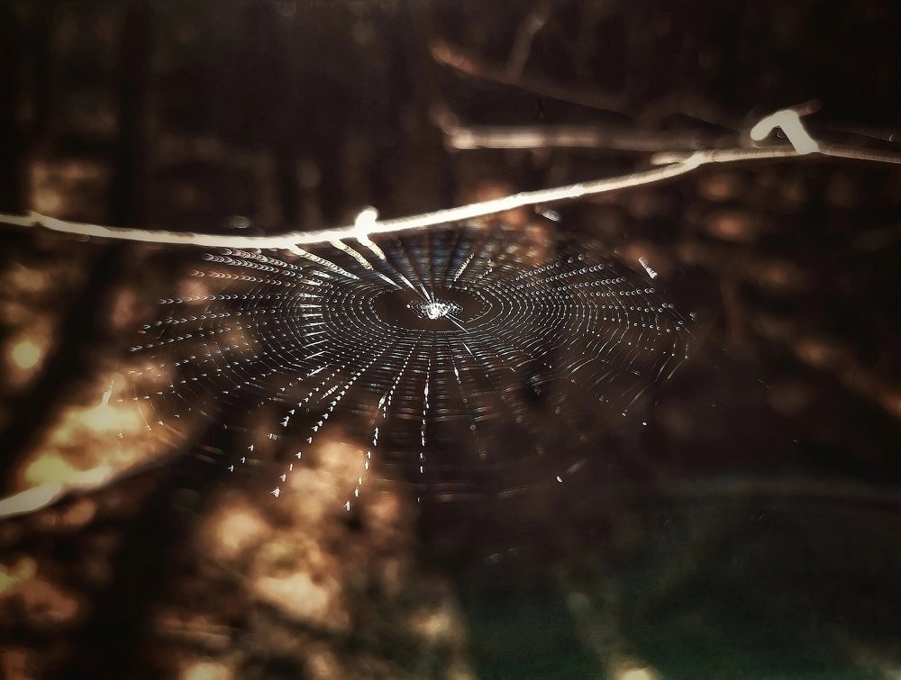 Паутиновый диск