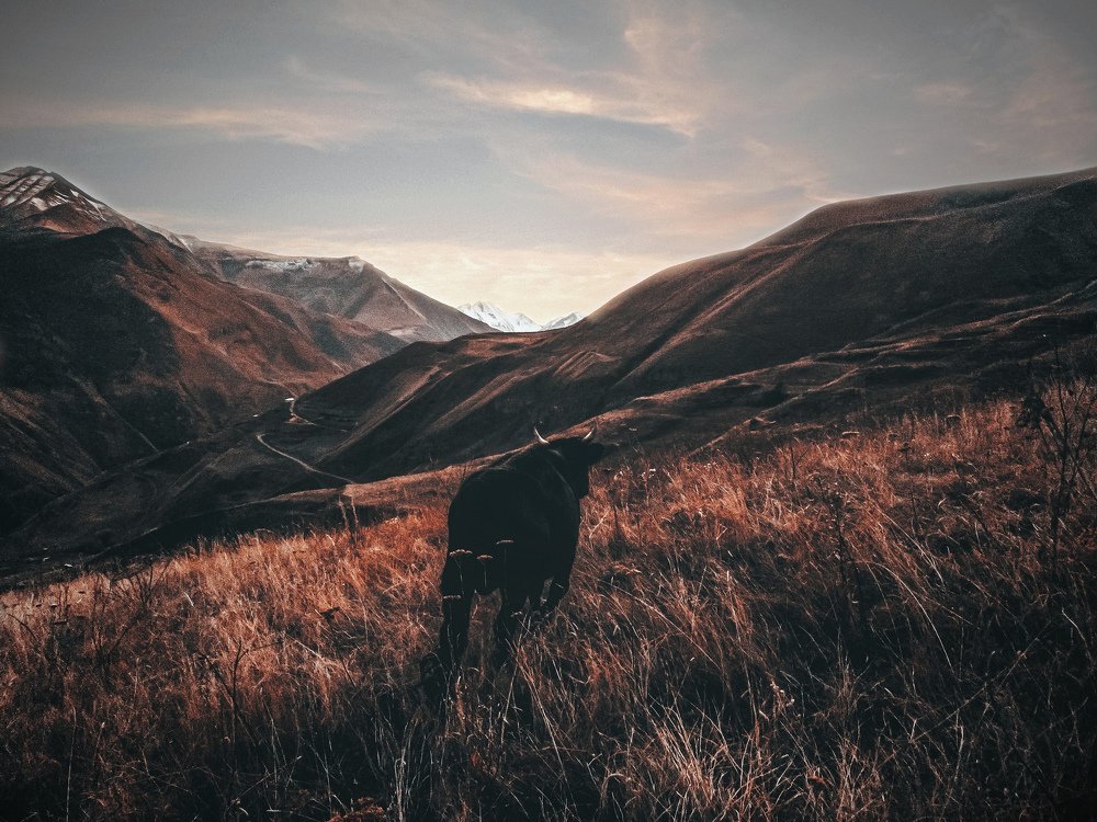 Photograph by Айшат Чупанова