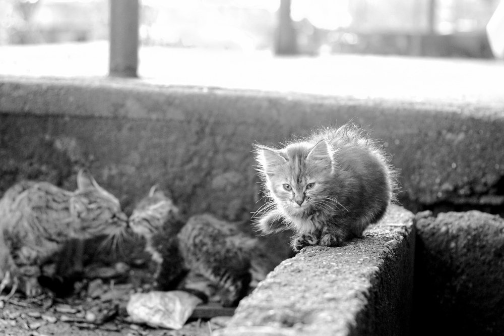 Photograph by Олег Абрашин