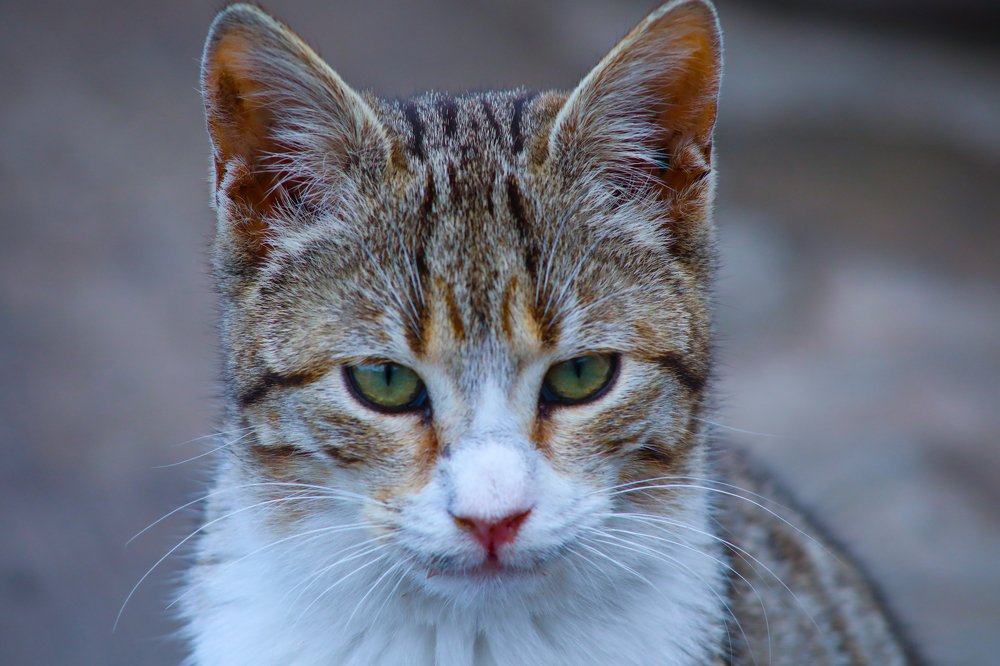 Cat Picture