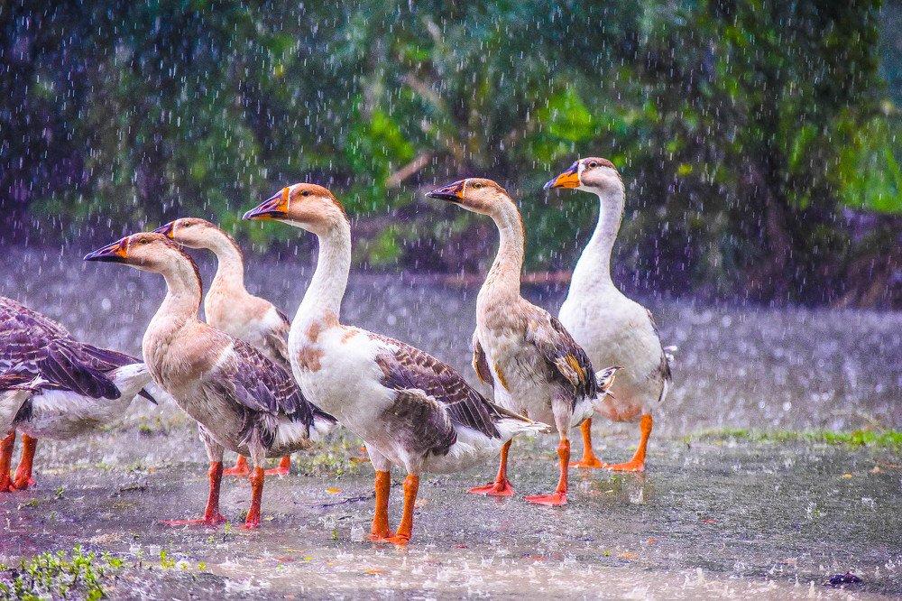 Photograph by Nazmus Sakib