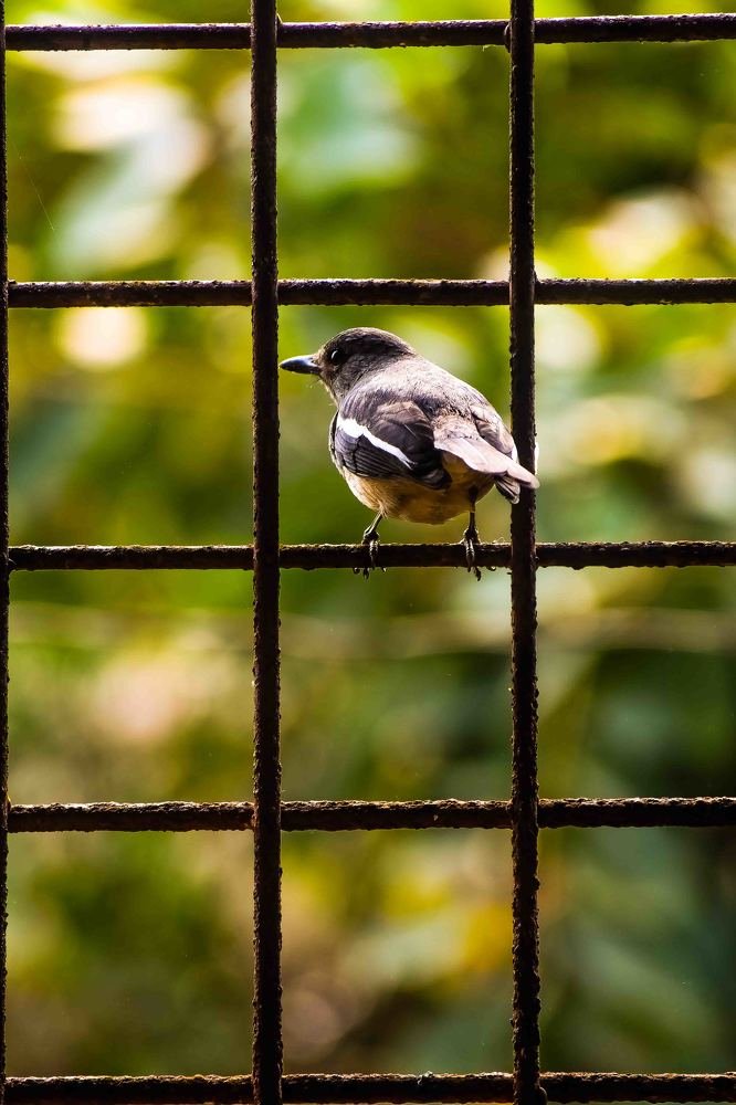 Photograph by Nazmus Sakib