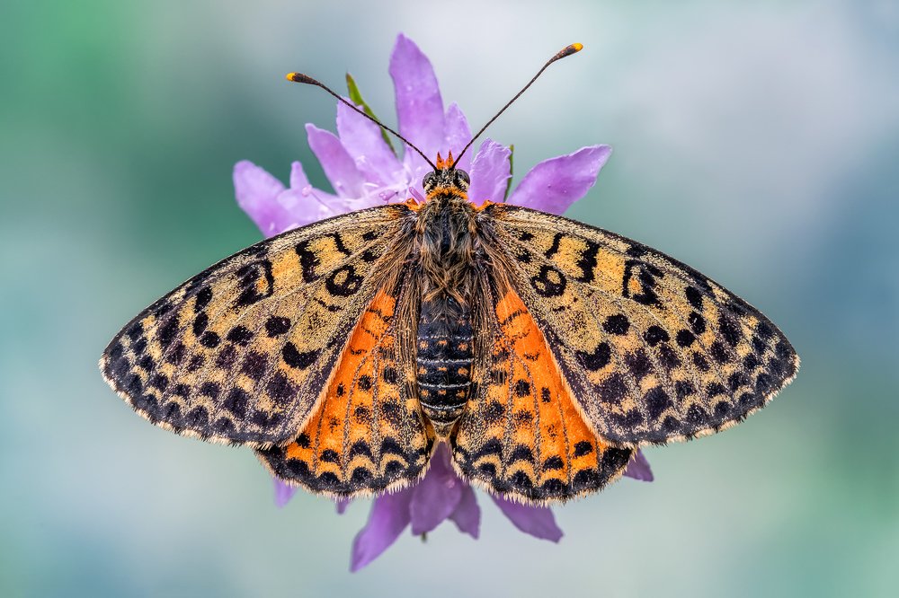Melitaea butterfly