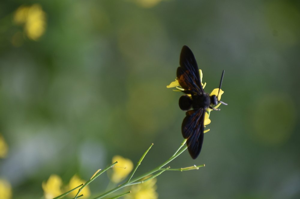 Photograph by Jemni Perme