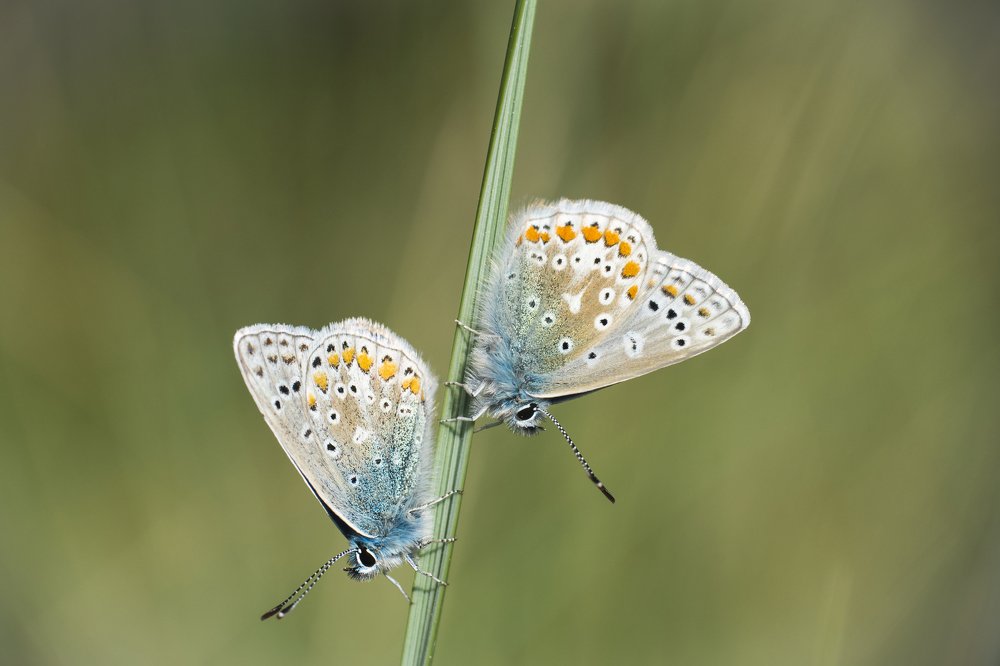 Photograph by Kenny Goodison