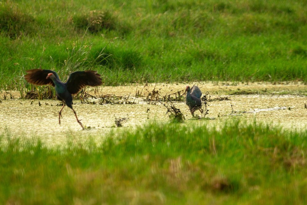 Photograph by Nethaji