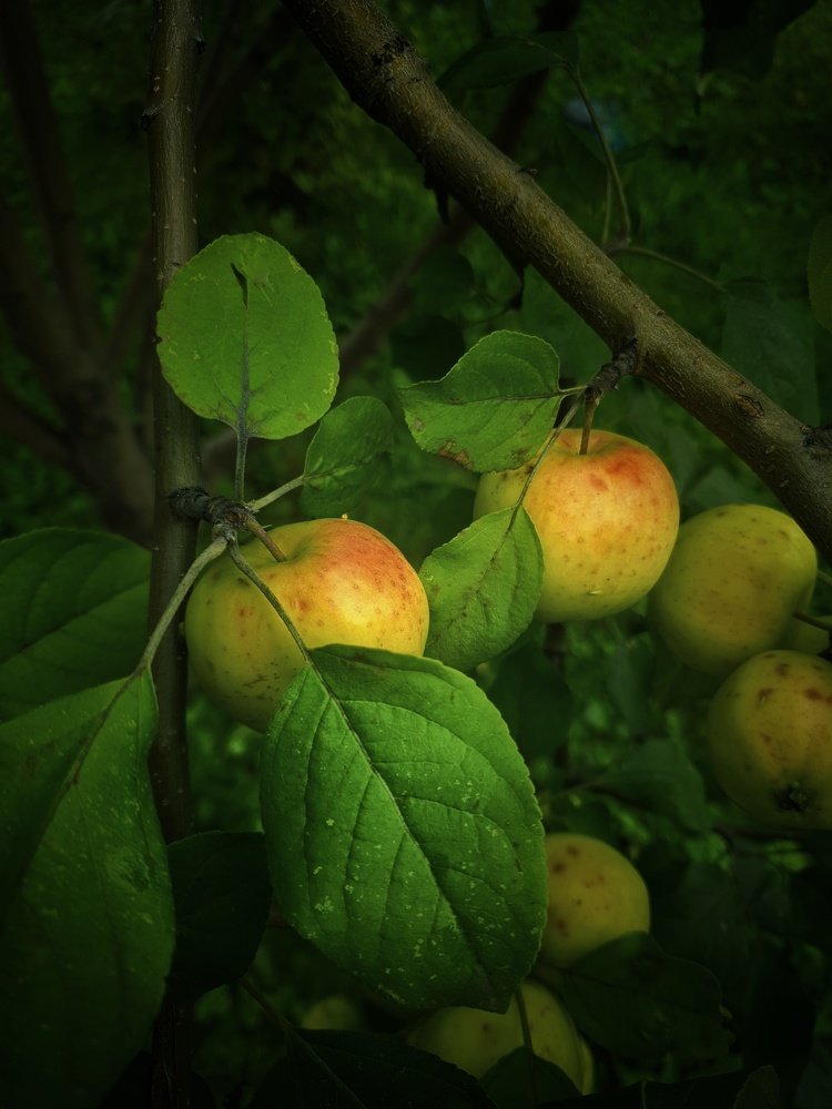 Photograph by Катерина Коханова