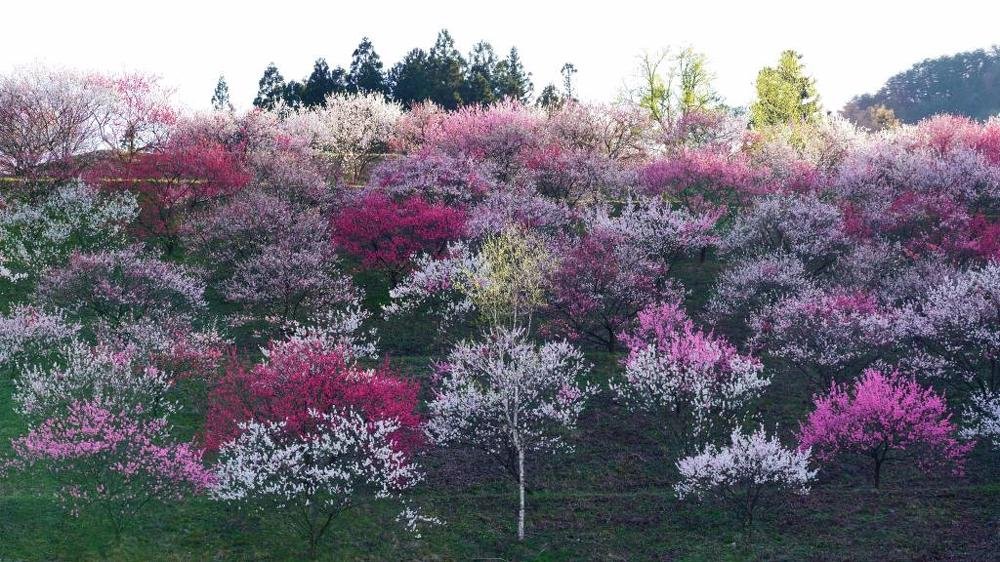 Tricolor peach blossom
