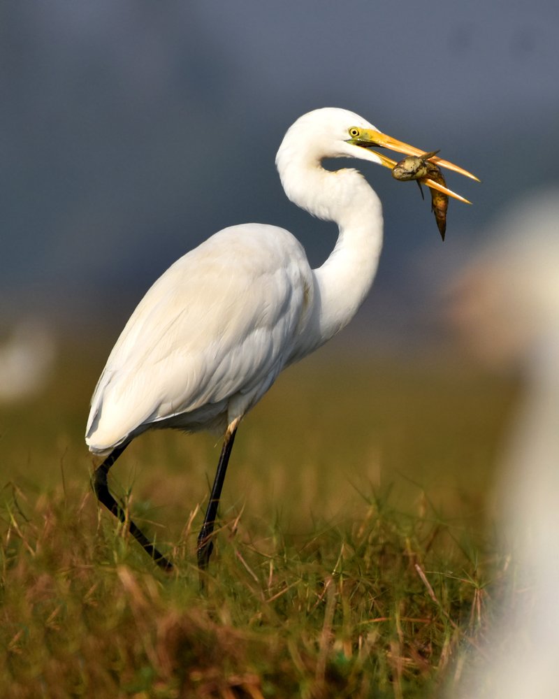 Photograph by Susanta Kumar Das
