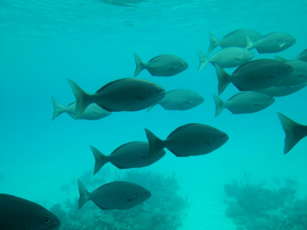 Fish