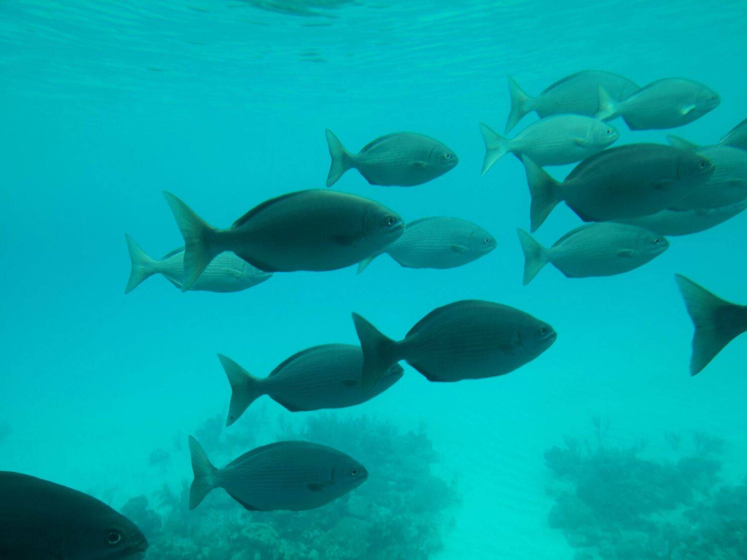 Fish