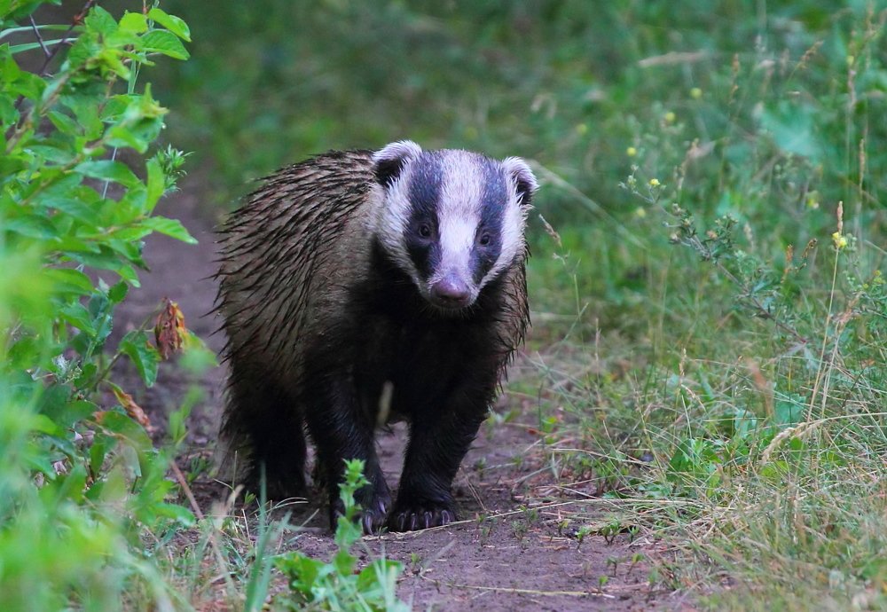 мокрый от росы барсук