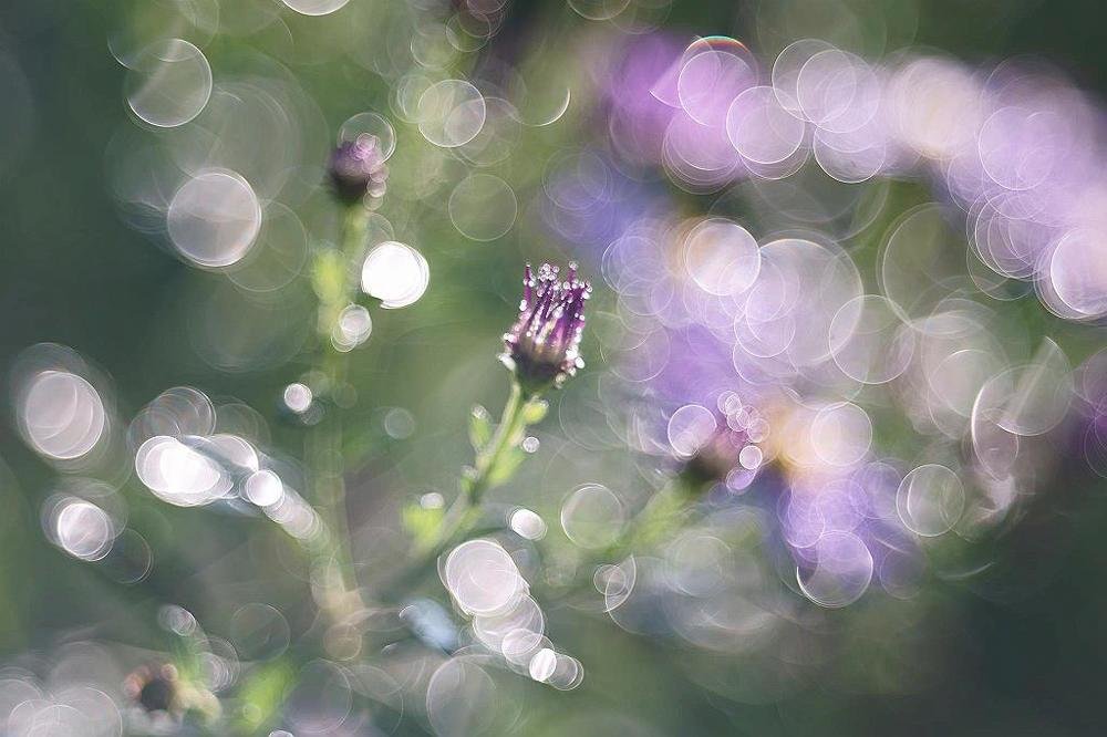 Fantastic bokeh