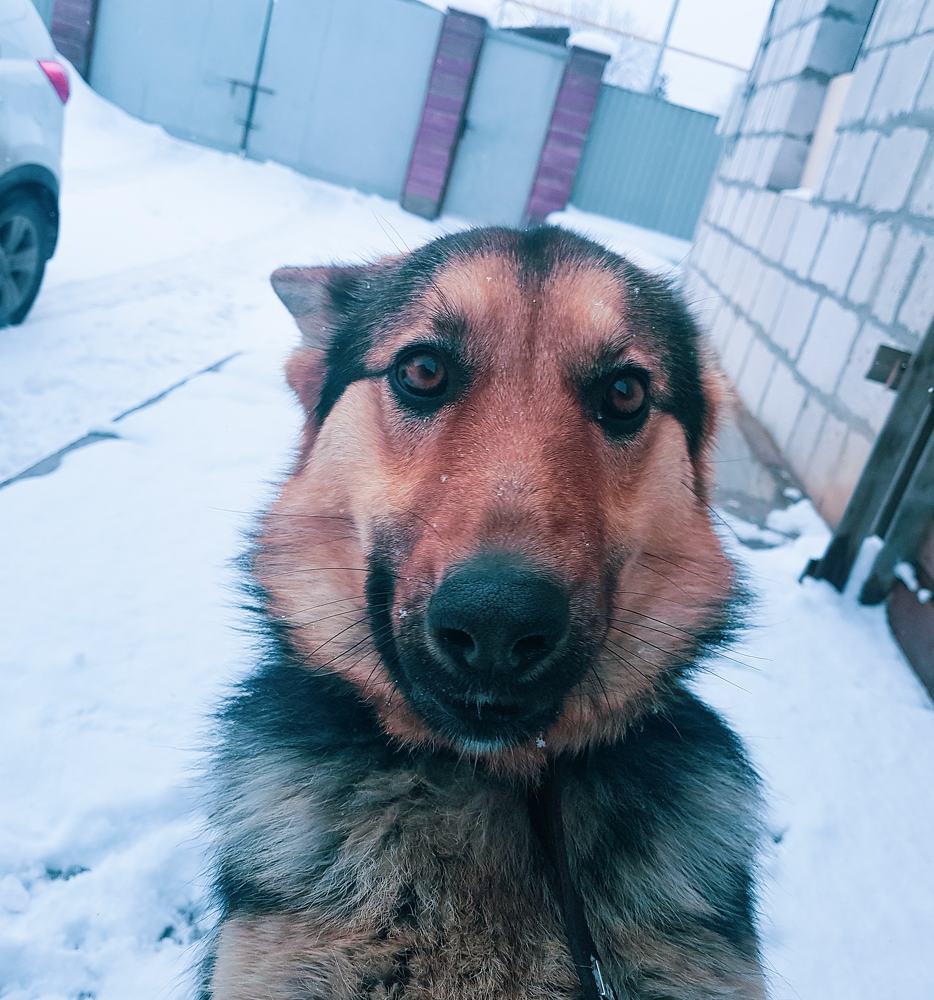 Моя собачка