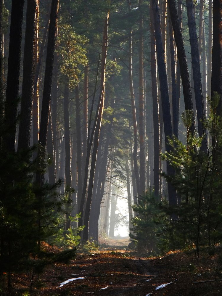 Photograph by Александр Рыбак