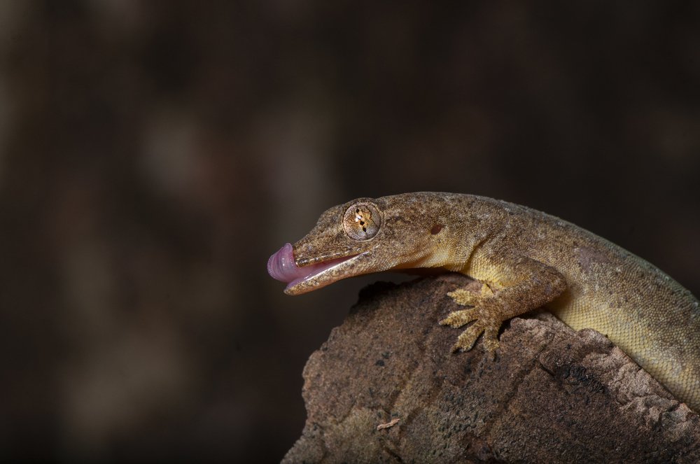 Photograph by Chamara Sulakkhana Polwatta Siriyalage