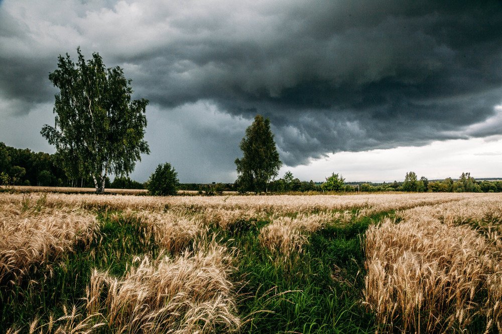 Русское поле