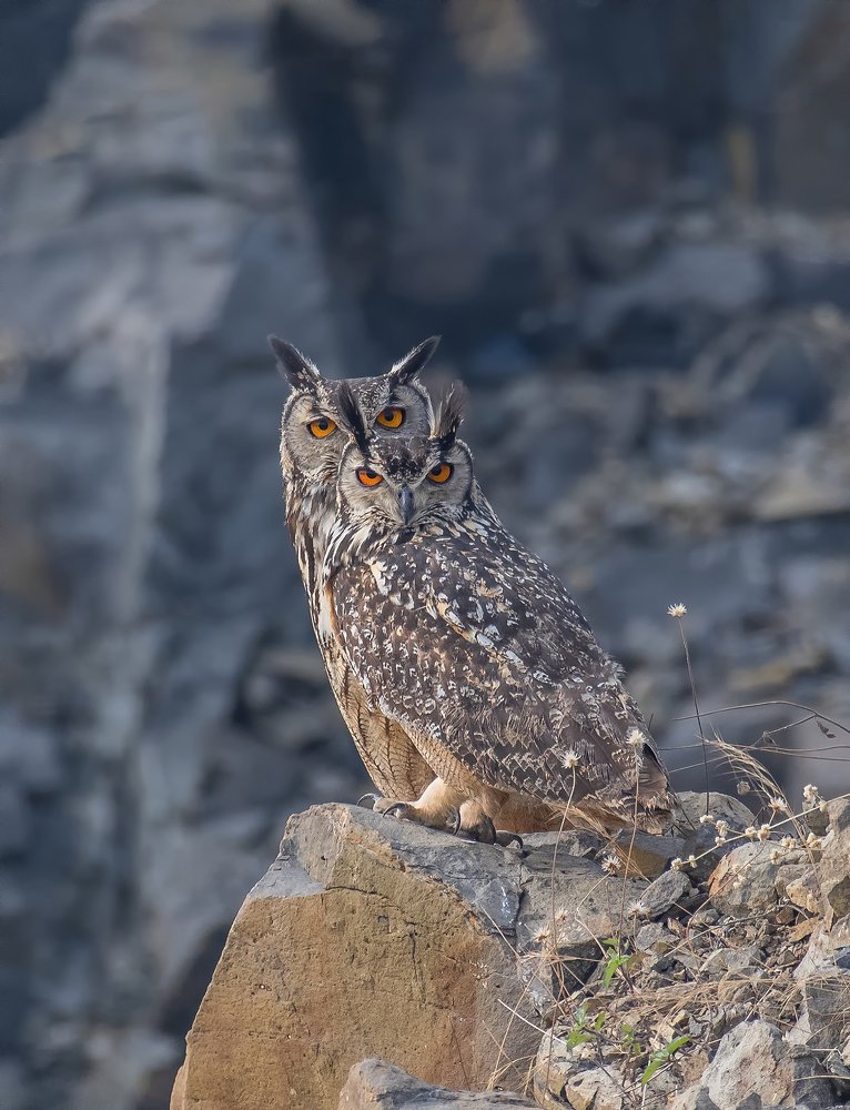 Photograph by Shantanu Somwanshi