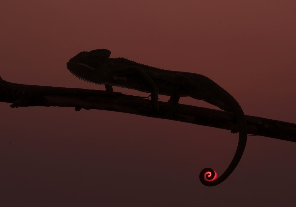 Photograph by Shantanu Somwanshi