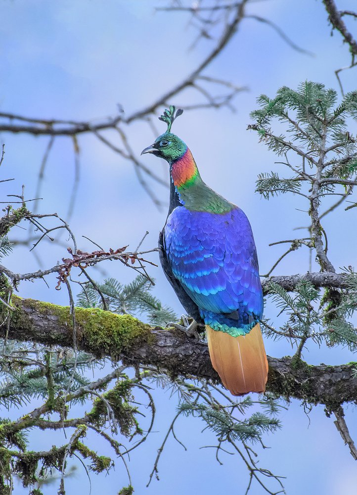 Photograph by Shantanu Somwanshi