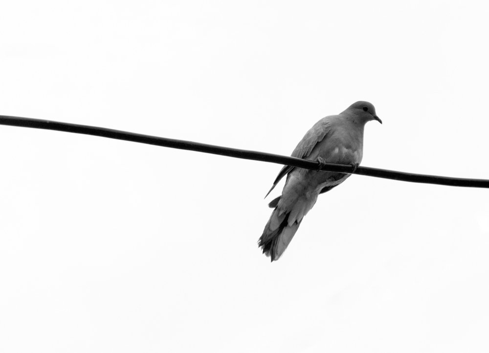 Photograph by porya sahraei