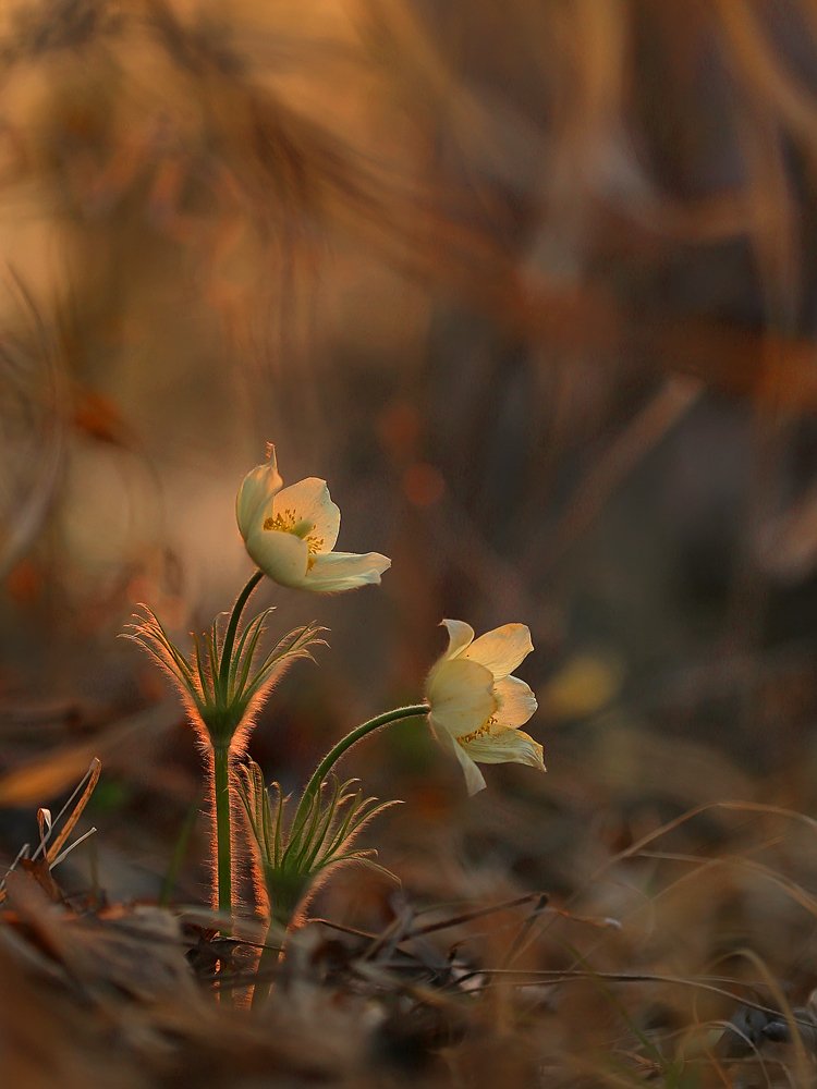 В зарослях густой травы