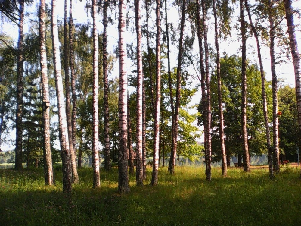 Люблю березку русскую, то светлую, то грустную