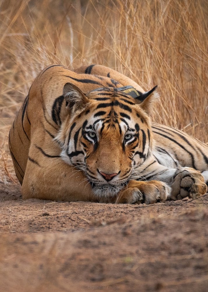 Photograph by Digambar Chaple