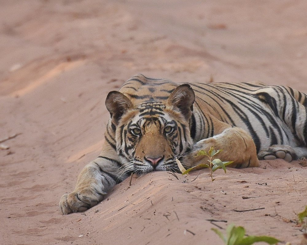 Photograph by Digambar Chaple