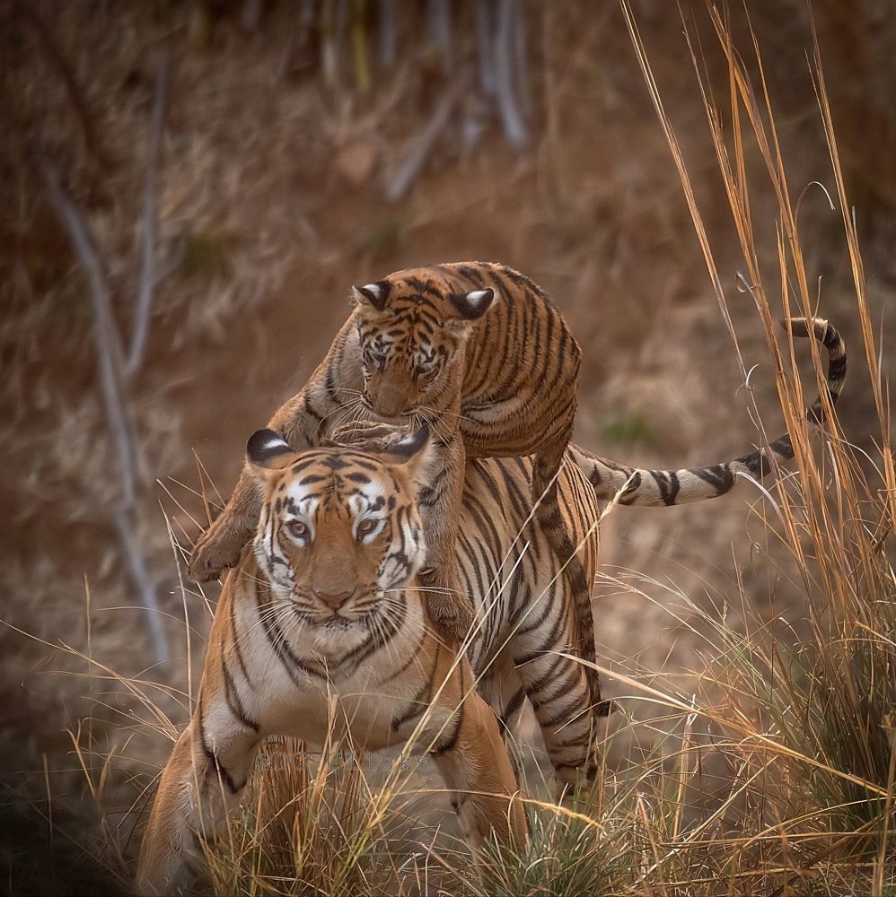 Photograph by Digambar Chaple