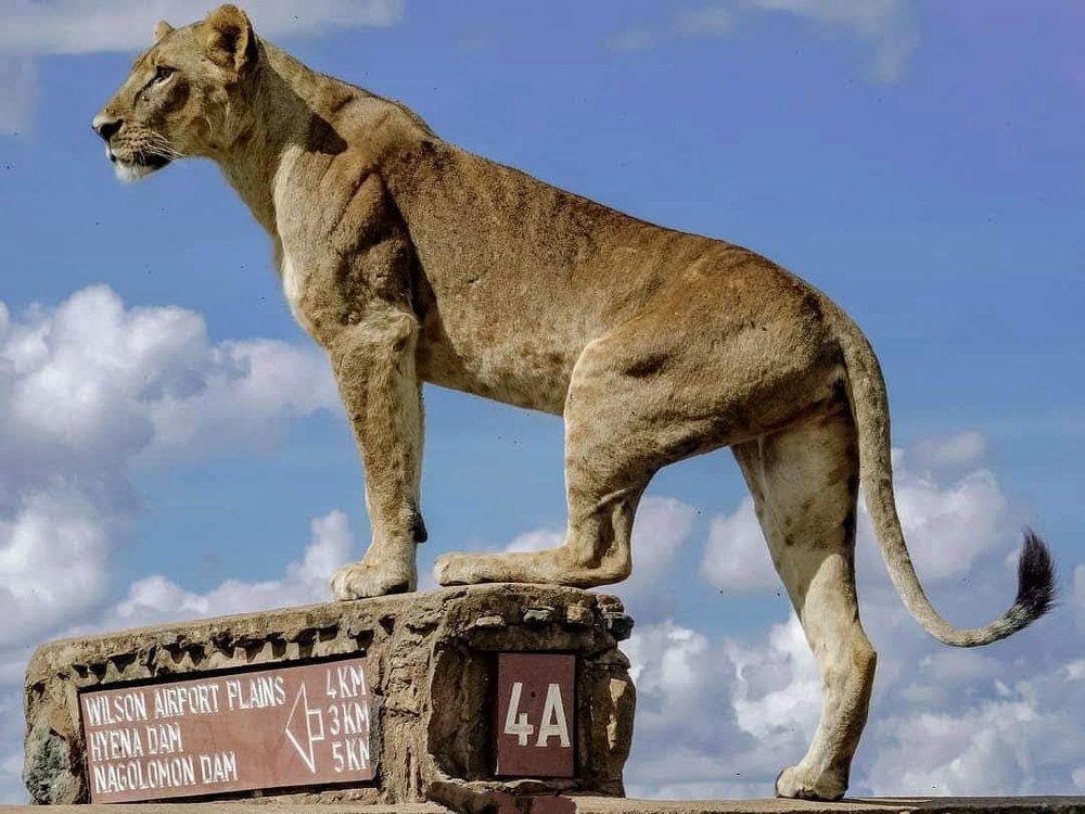 Nairobi National Park