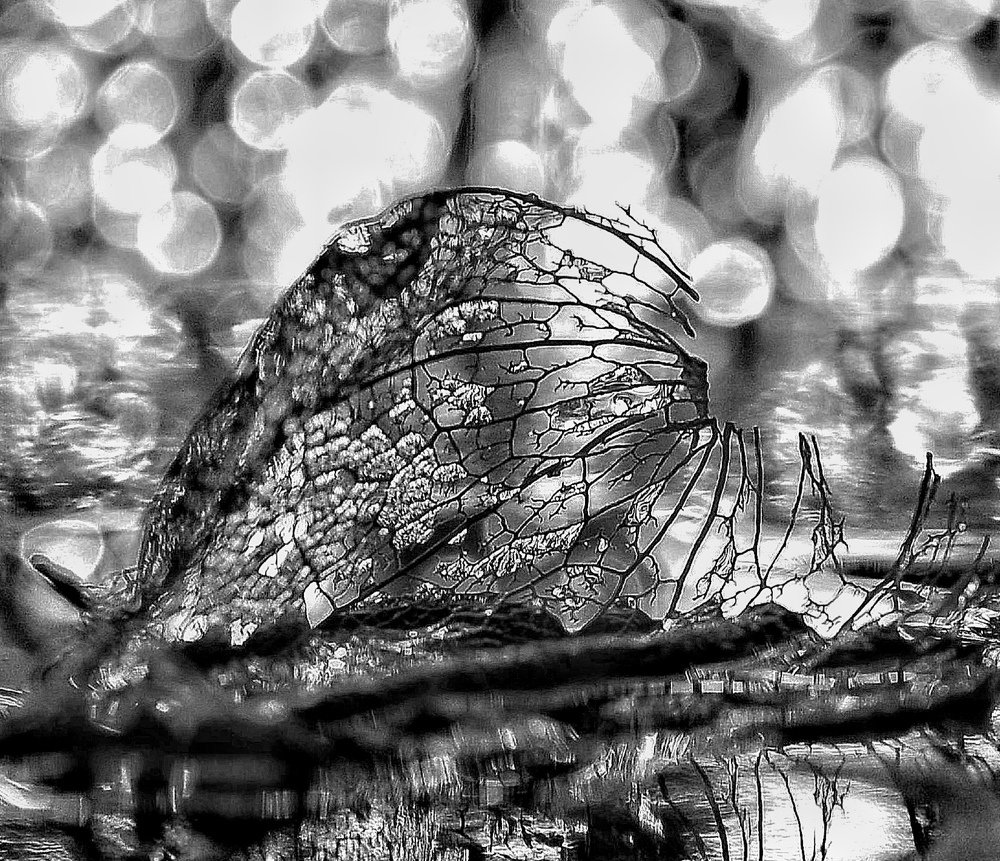 Photograph by Михаил Логвиненко