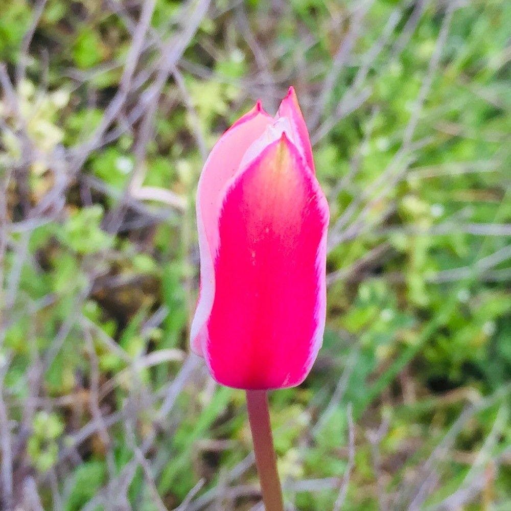 Photograph by Wisal Sajad Ali