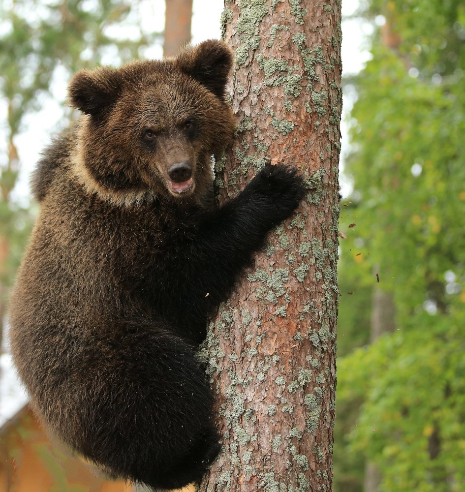 Фотография автора Юрий Кетель