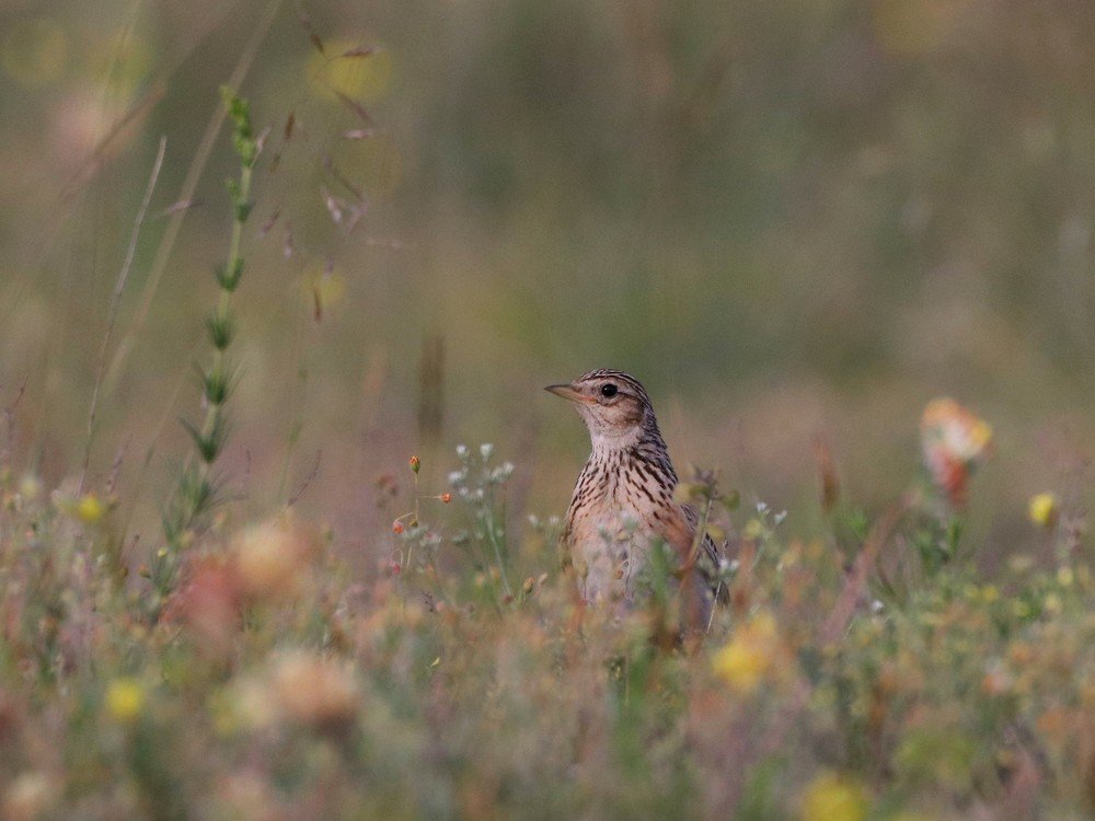 Photograph by Жбир Денис