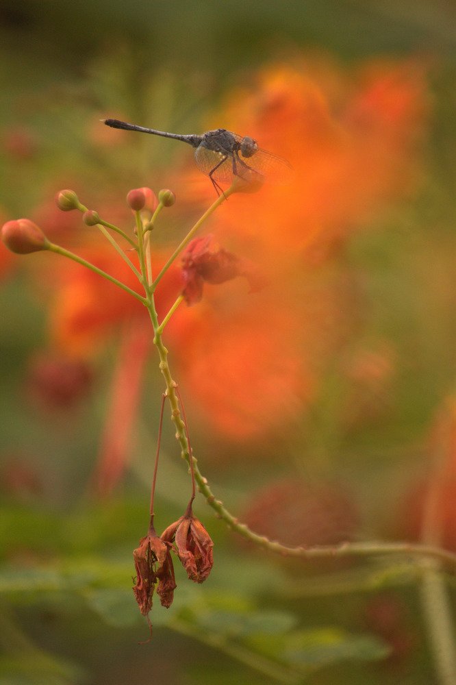Фотография автора Arnel Tacson