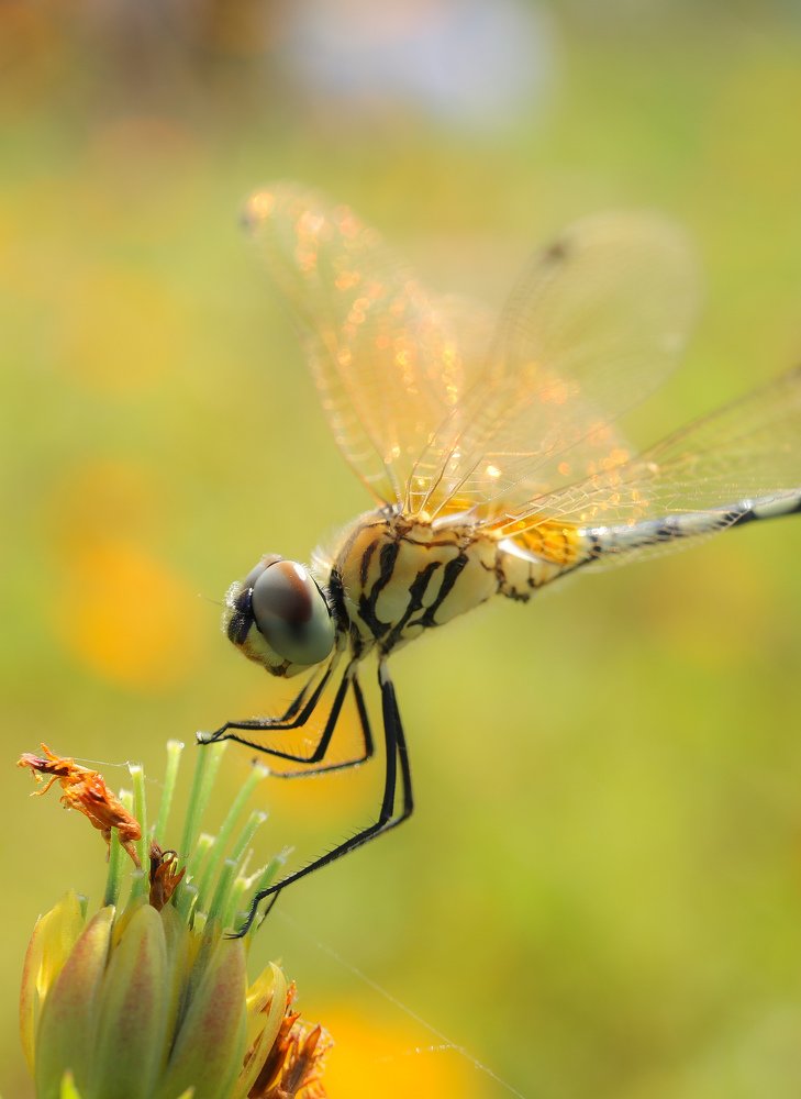 Photograph by Lakshya Sharma