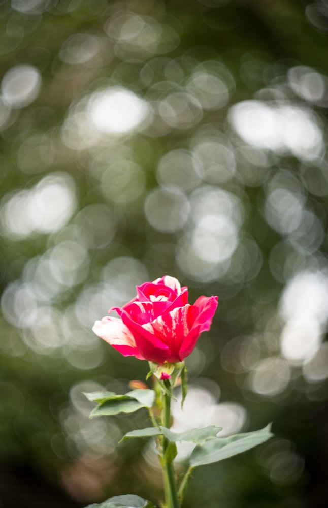 Фотография автора Konstantin Vladov