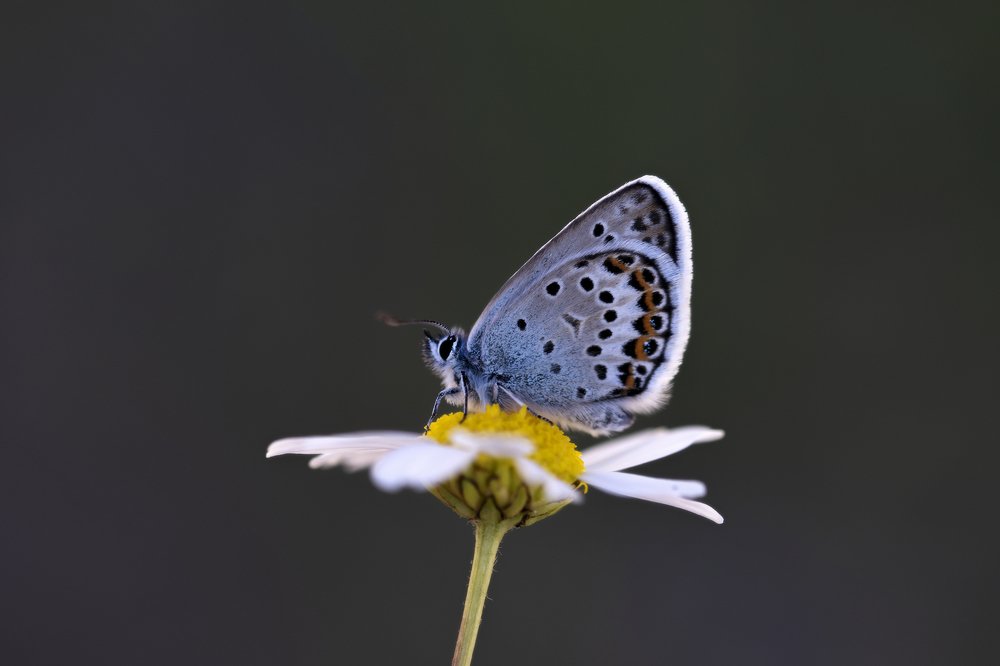 Photograph by Ömür Yaşar